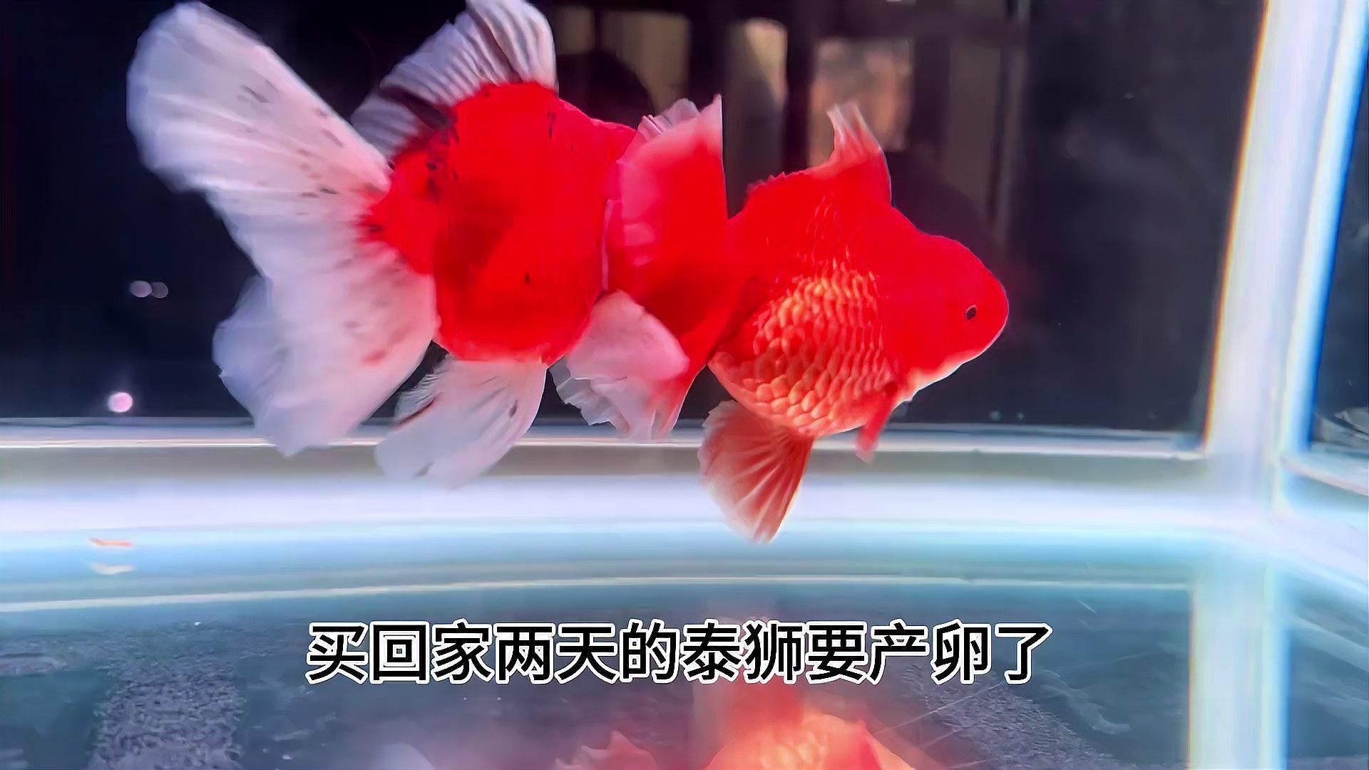 泰獅魚的繁殖方法是什么？