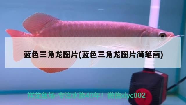 藍色三角龍圖片(藍色三角龍圖片簡筆畫)