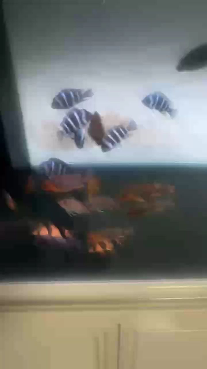 紅龍王發色