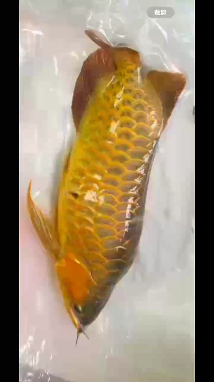 龍魚掉眼怎么辦？可以手術恢復