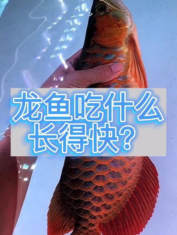 除了泥鰍，龍魚還可以吃什么？