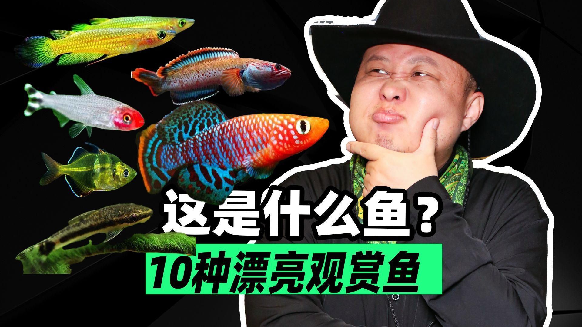 再給我介紹一種觀賞魚