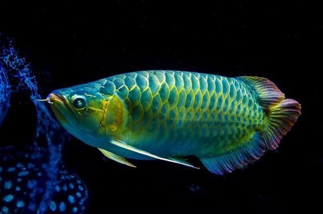 義馬龍魚