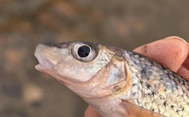 沈陽渾河魚種類