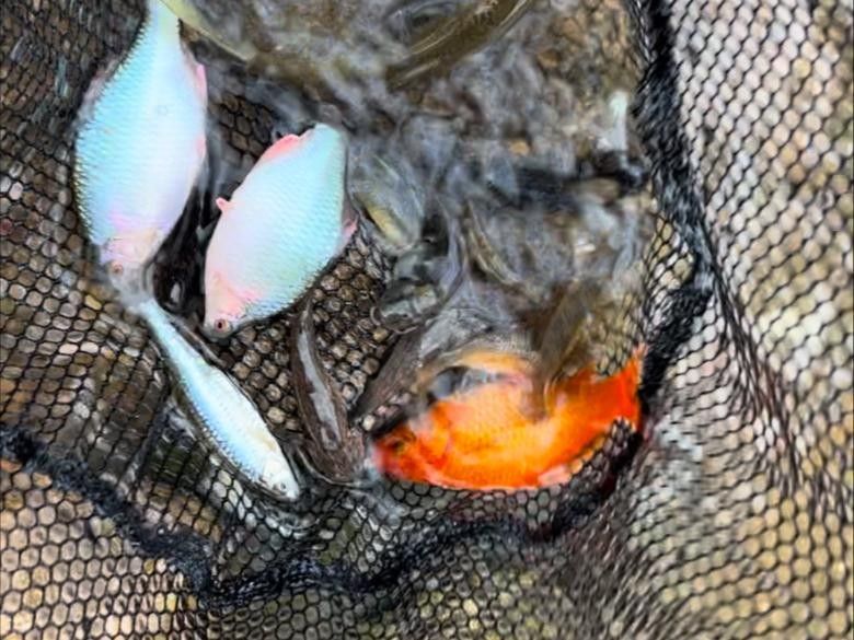 沈陽渾河魚種類