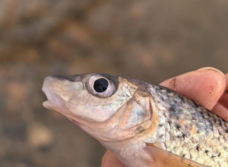沈陽渾河魚種類