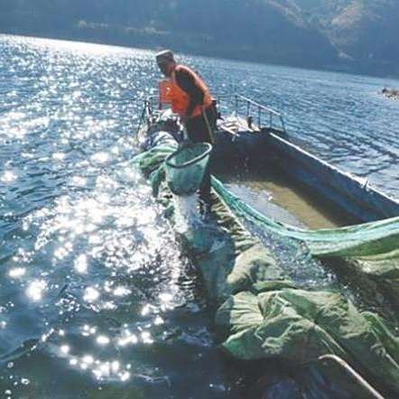沈陽渾河魚種類