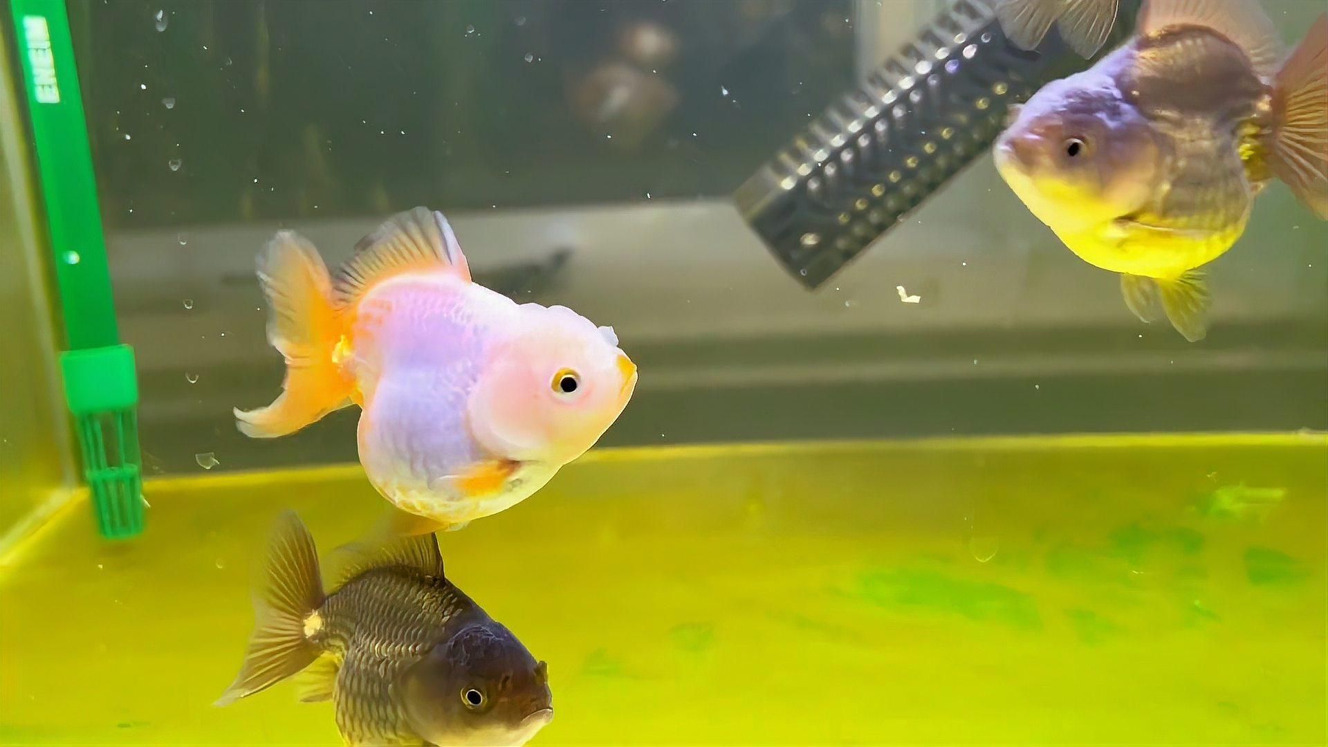 如何判斷金魚是否同時患有蟲鰓和菌鰓？