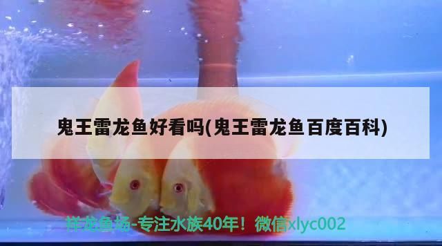 1米長60寬80高的缸下濾缸濾箱60可以養錦鯉么？
