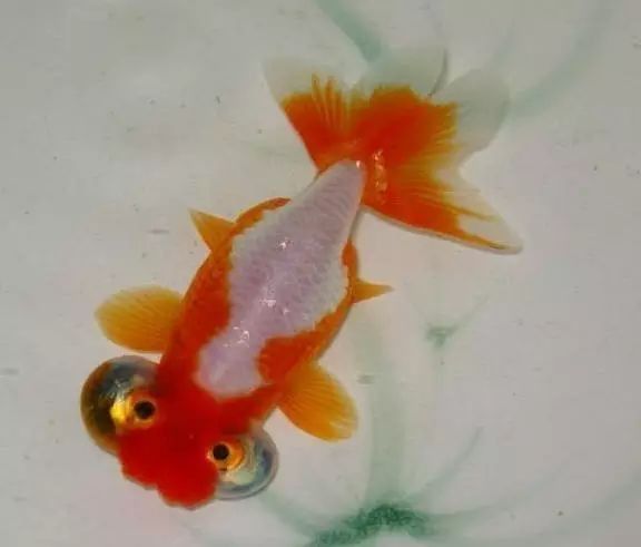 朝天龍龍種 朝天龍龍種 觀賞魚百科 第3張