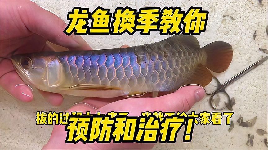 如何預防龍魚霉菌病？