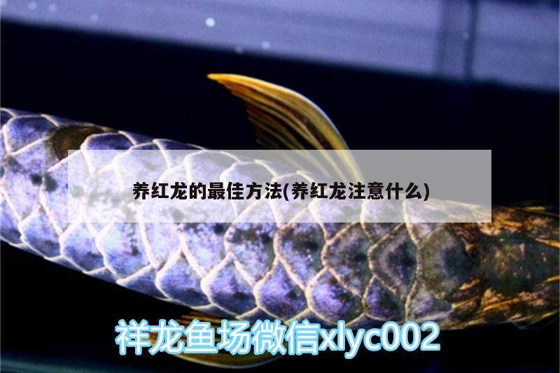 養紅龍的最佳方法(養紅龍注意什么)