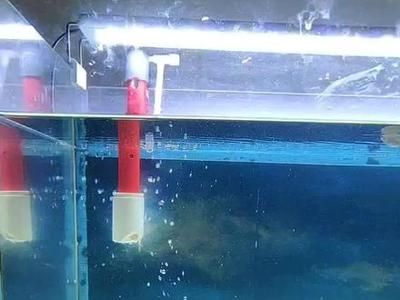 龍魚游動時總是頭上尾下（龍魚游動時總是頭上尾下怎么回事）