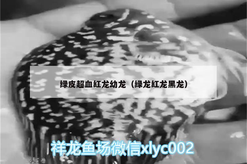 綠皮超血紅龍幼龍（綠龍紅龍黑龍） 綠皮超血紅龍幼龍（綠龍紅龍黑龍） 觀賞魚百科