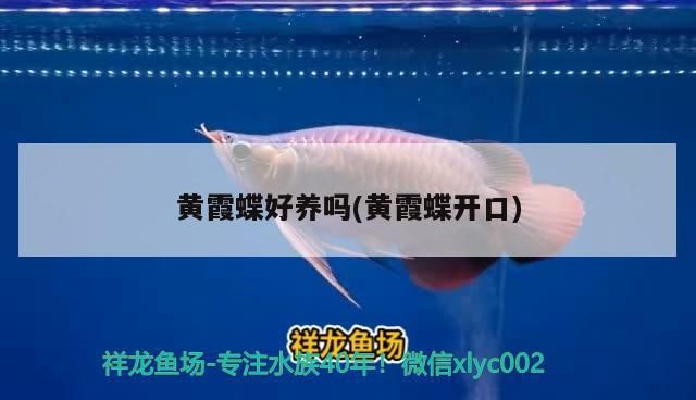黃霞蝶好養嗎(黃霞蝶開口)