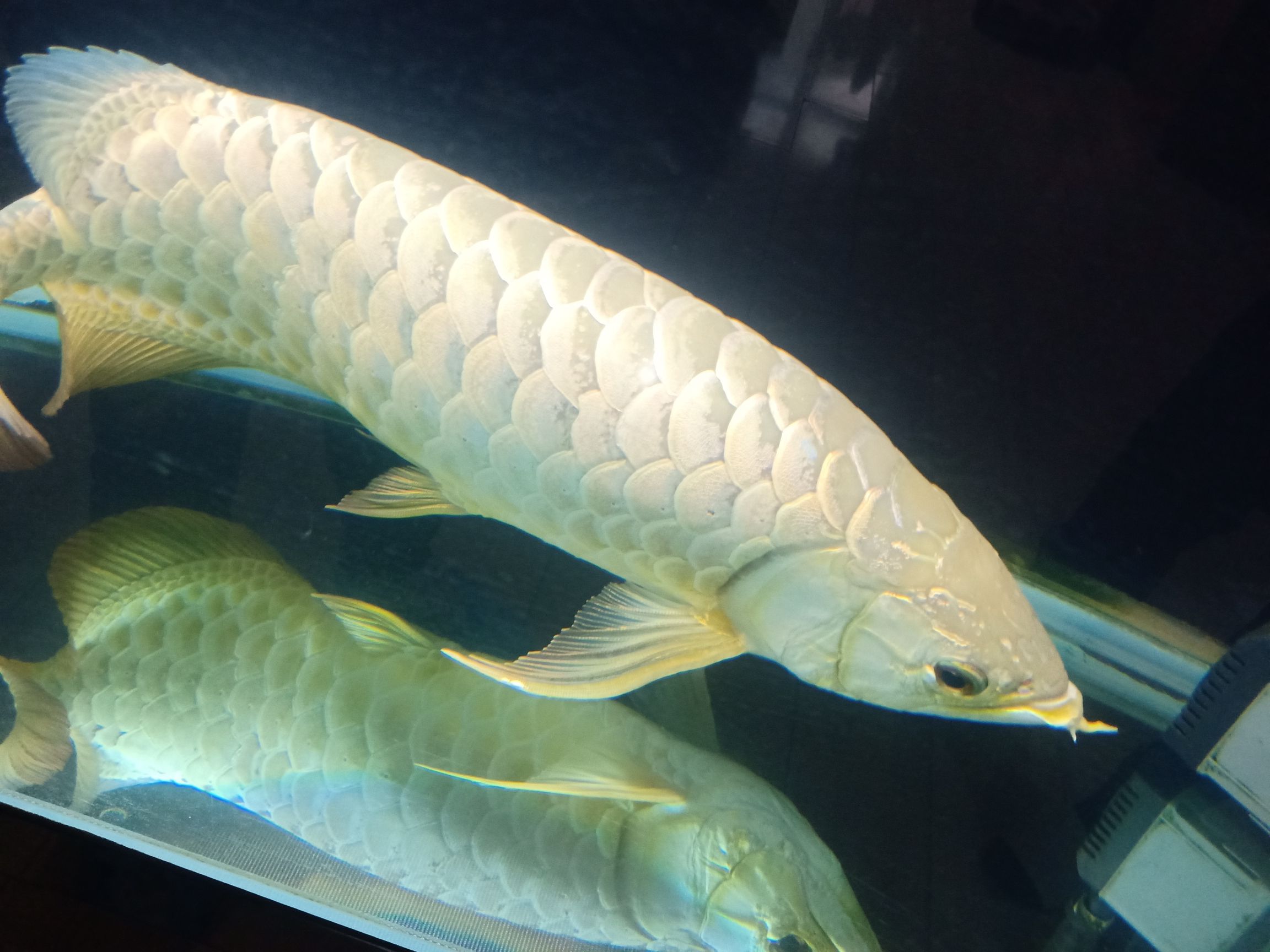 55厘米金龍八年的龍魚須子斷了