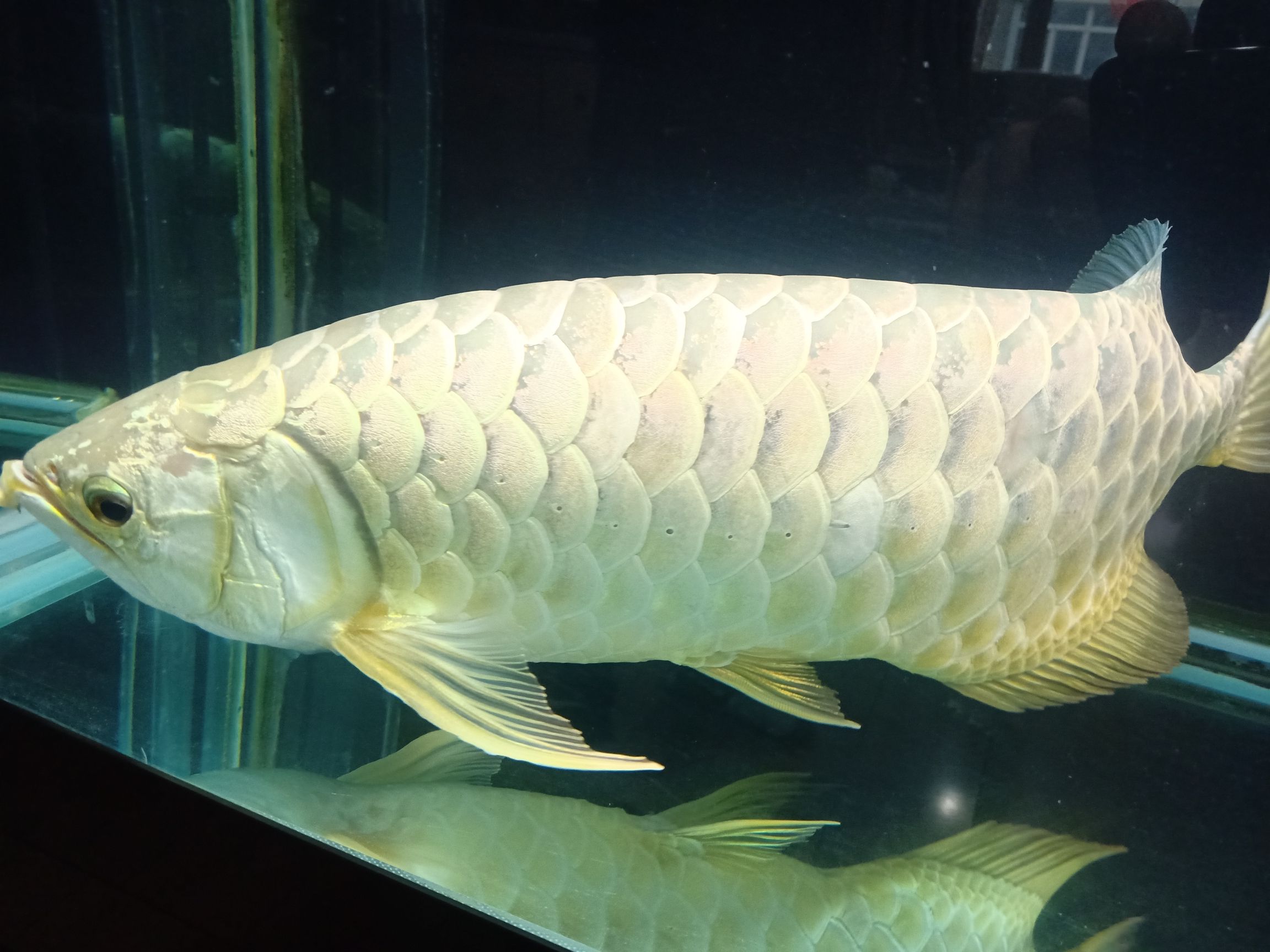 55厘米金龍八年的龍魚須子斷了