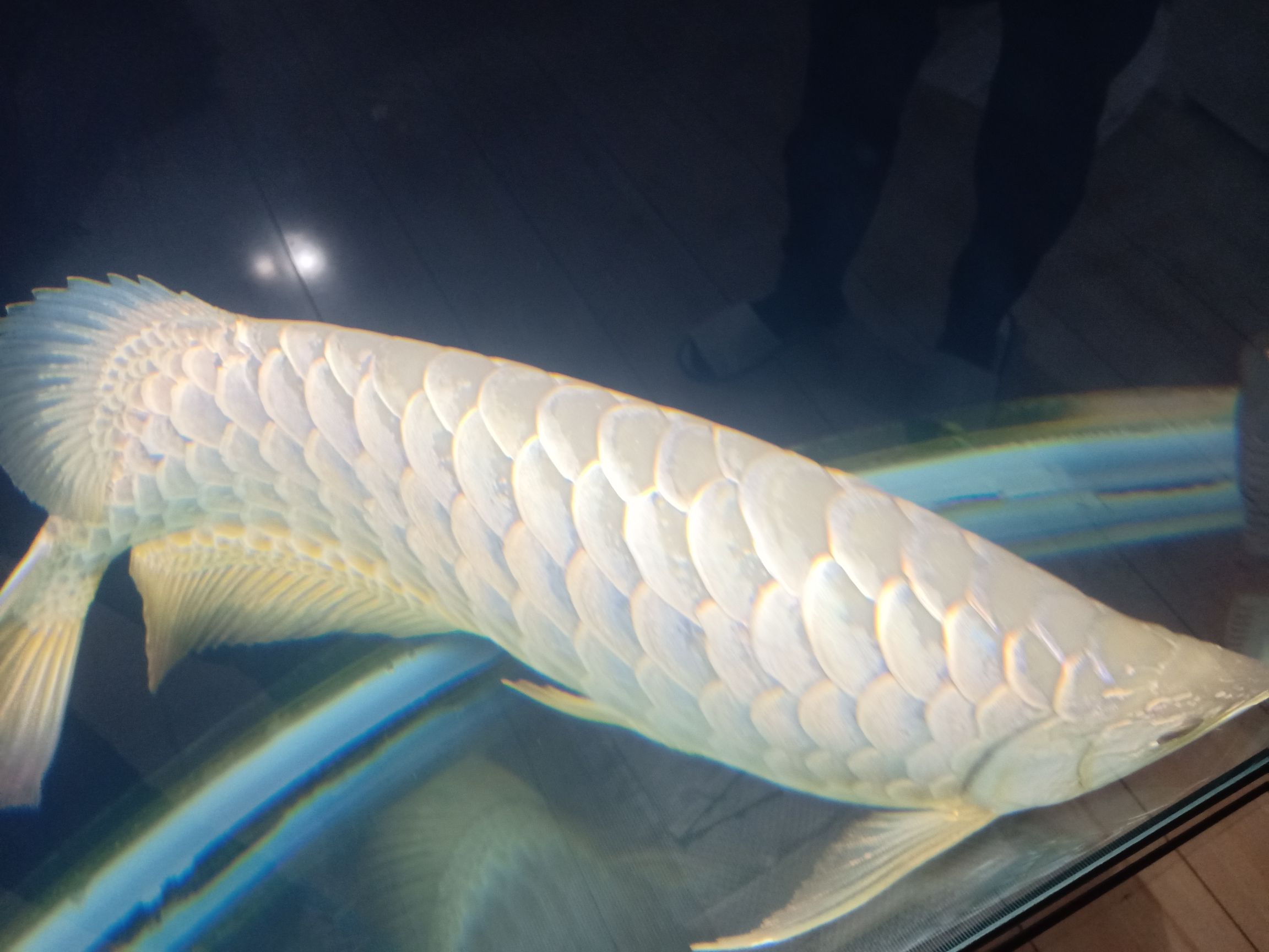 55厘米金龍八年的龍魚須子斷了