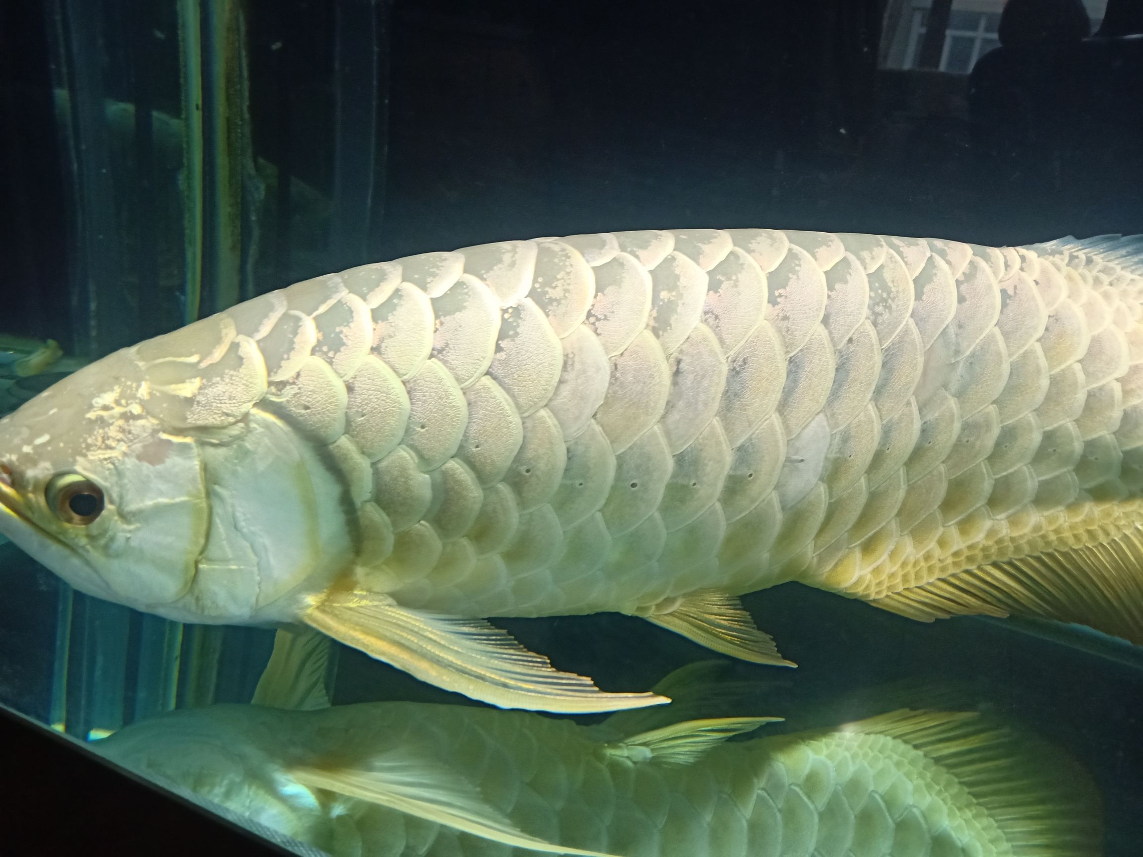 55厘米金龍八年的龍魚須子斷了