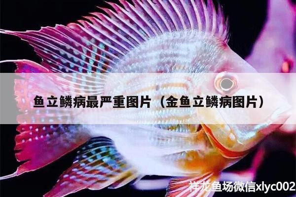 魚立鱗病最嚴(yán)重圖片（金魚立鱗病圖片）