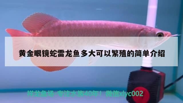 黃金眼鏡蛇雷龍魚(yú)多大可以繁殖的簡(jiǎn)單介紹