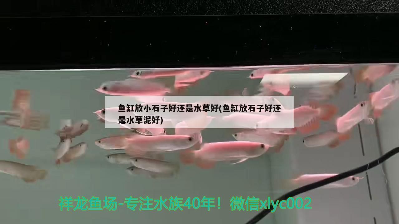 魚缸放小石子好還是水草好(魚缸放石子好還是水草泥好)