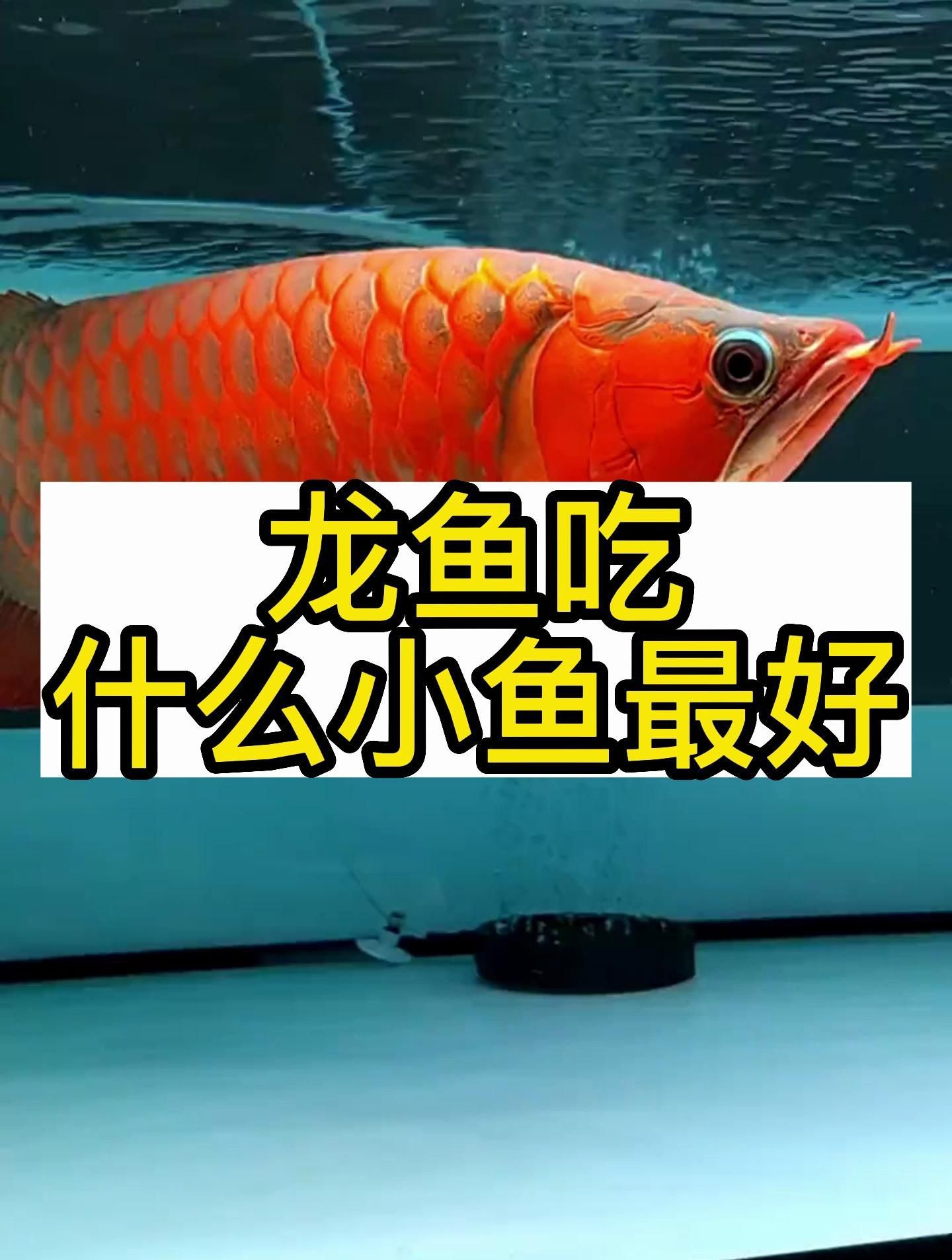 有哪些小魚適合龍魚食用？
