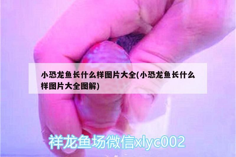 小恐龍魚長什么樣圖片大全(小恐龍魚長什么樣圖片大全圖解)
