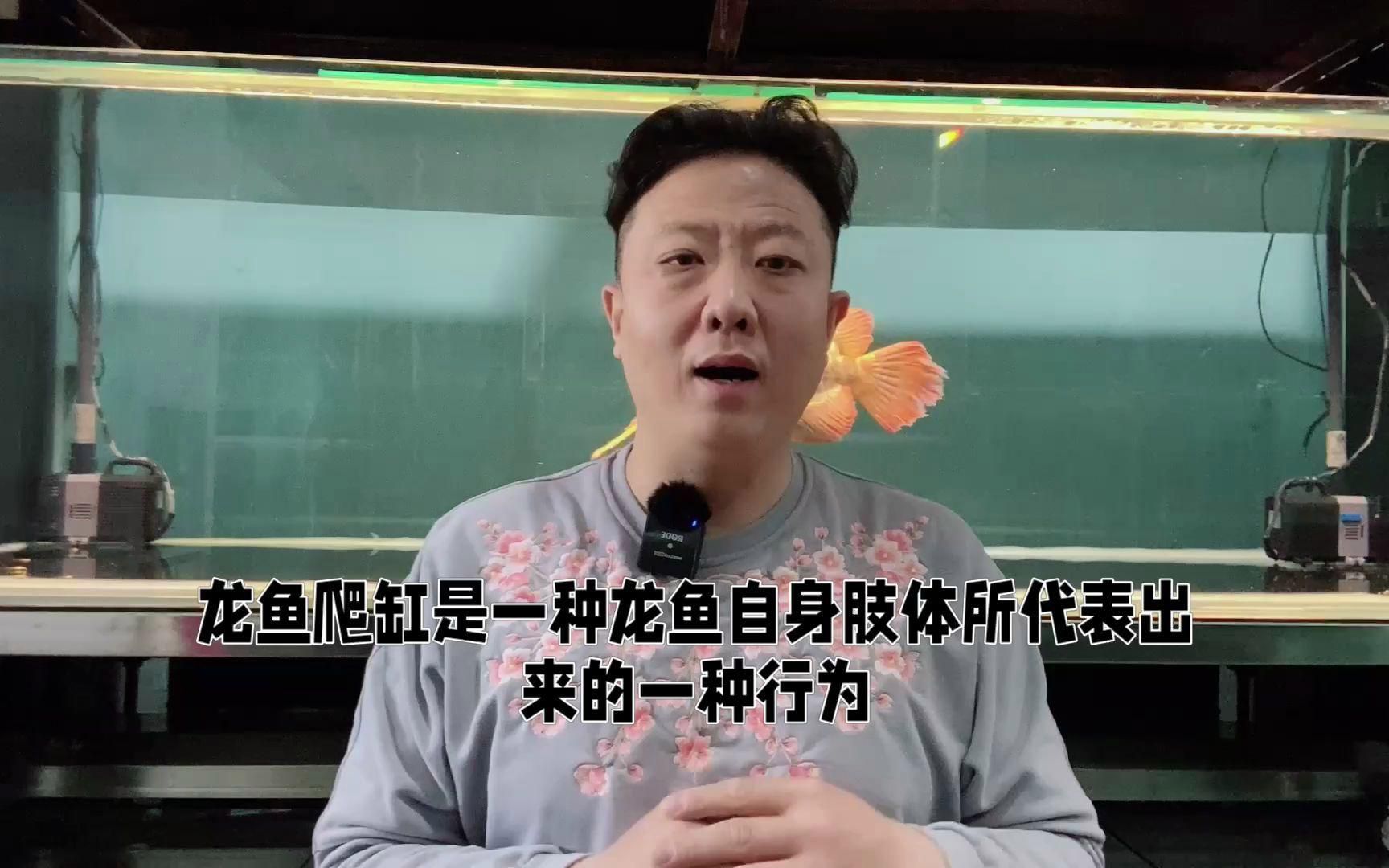 龍魚趴缸底是疾病還是正常行為？