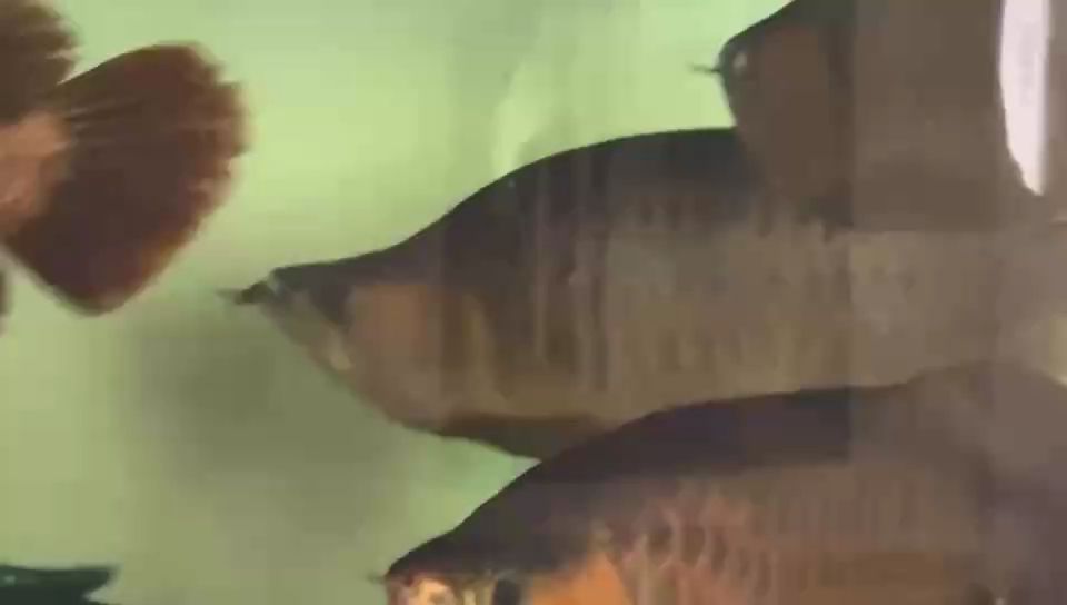 越養(yǎng)越丑，都變形了！