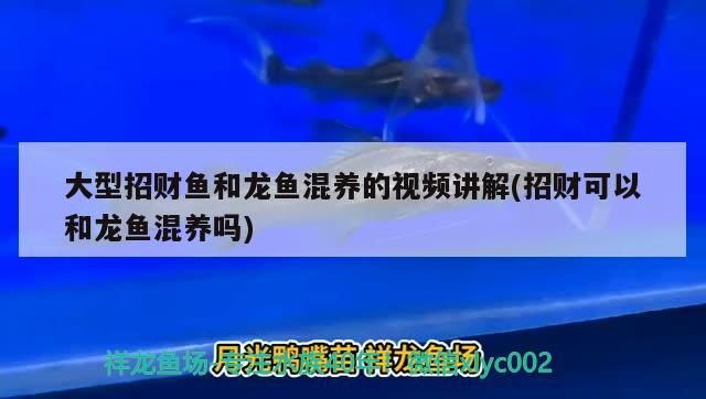 <strong><mark>北京</mark></strong>回收龍魚的地方在哪 <strong><mark>北京</mark></strong>龍魚市場
