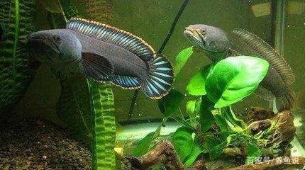 雷龍魚健康狀態判斷方法，判斷雷龍魚的健康狀態是一個綜合的過程需要從多個角度進行觀察和評估
