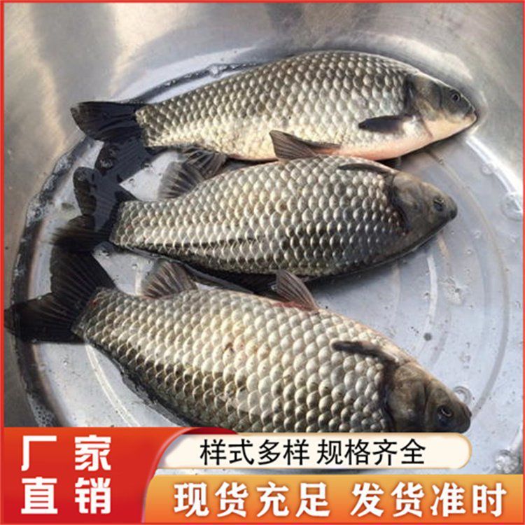 有哪些容易養的觀賞魚推薦？