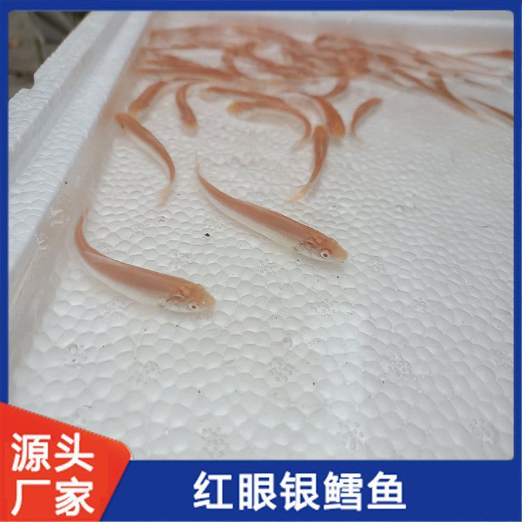 有哪些容易養的觀賞魚推薦？