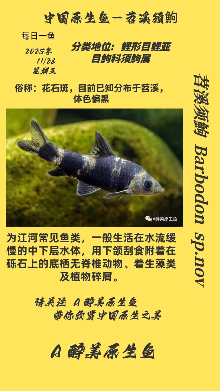 苕溪須鮈