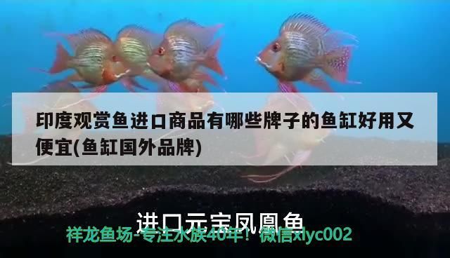 印度觀賞魚進口商品有哪些牌子的魚缸好用又便宜(魚缸國外品牌)