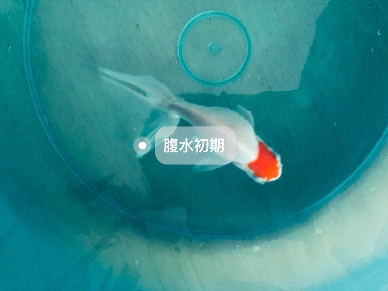 哪種方法消除魚腹水最有效？ 哪種方法消除魚腹水最有效？ 龍魚百科 第2張