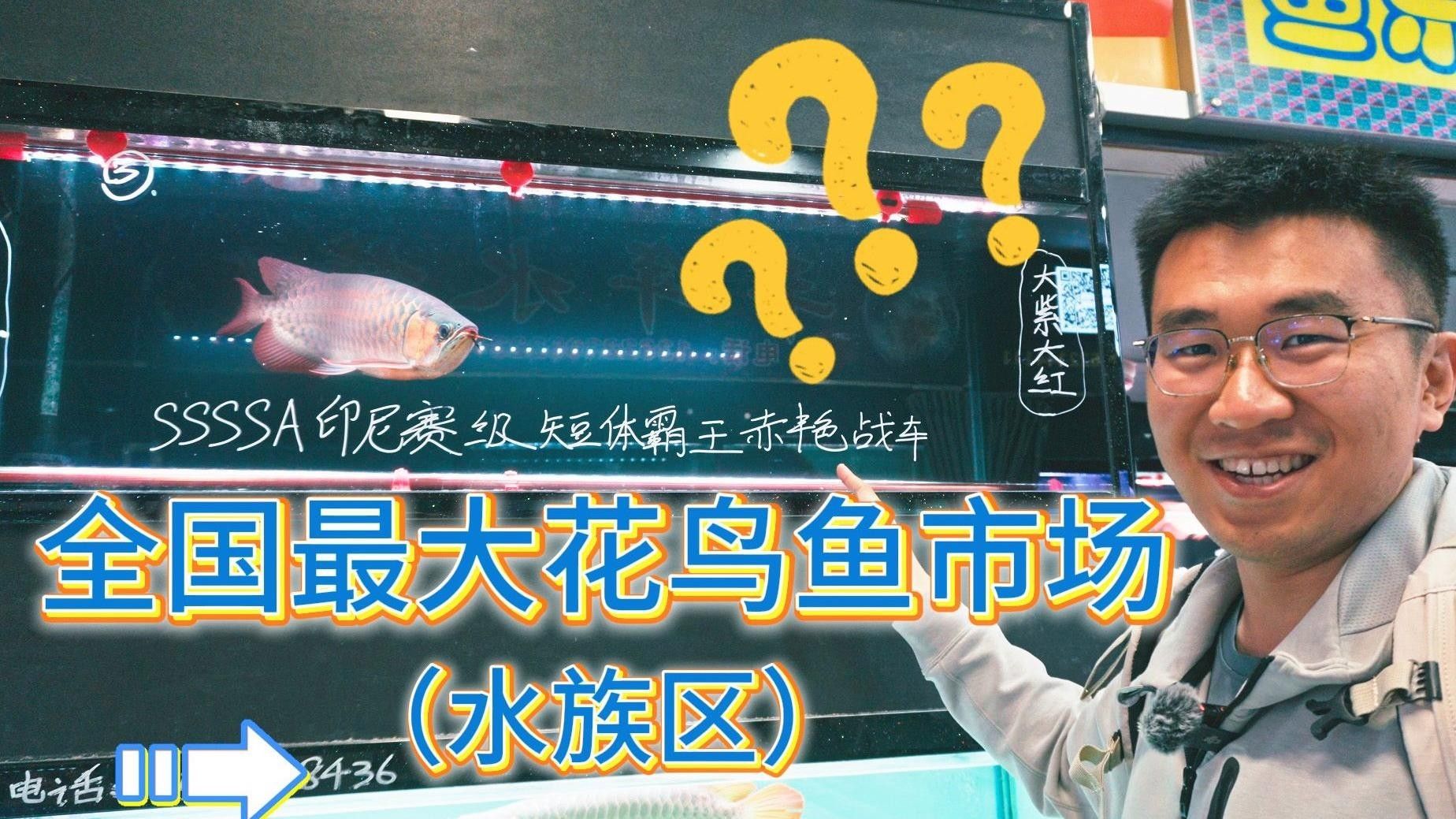 廣州最大觀賞魚市場(chǎng)