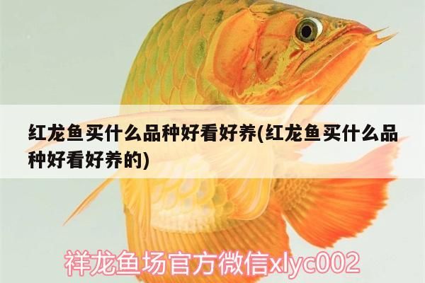 紅龍魚買什么品種好看好養(紅龍魚買什么品種好看好養的)
