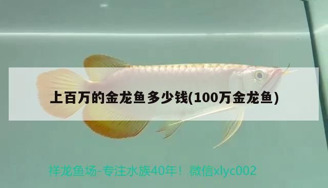 上百萬(wàn)的金龍魚多少錢(100萬(wàn)金龍魚)
