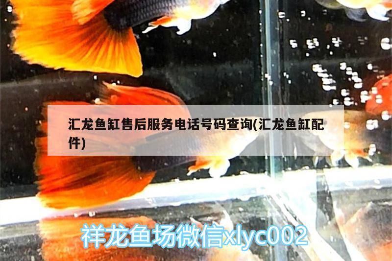 小黑魔神追著銀龍咬