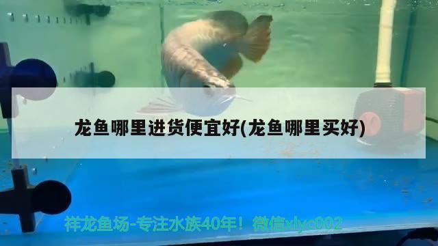 龍魚哪里進貨便宜好(龍魚哪里買好)