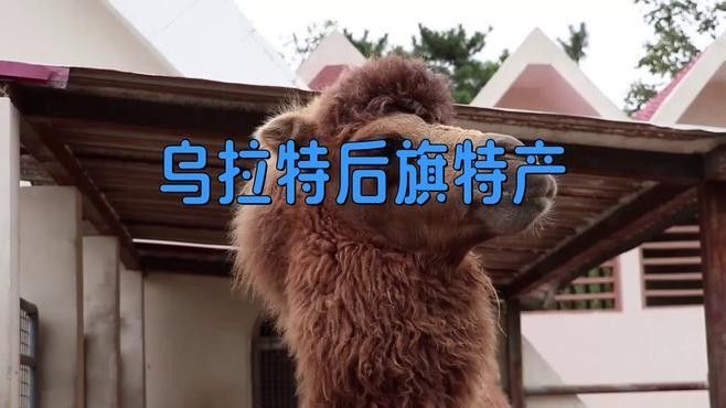 烏拉特后旗特產是什么