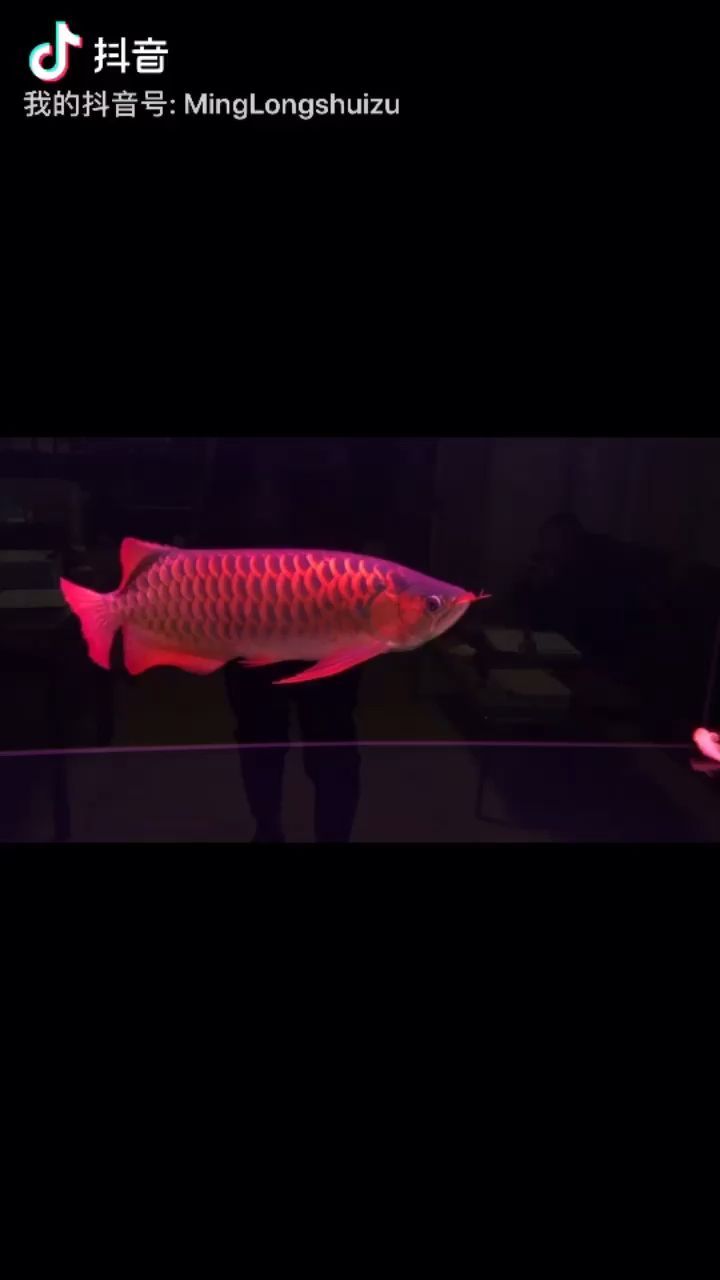 回訪本地女魚友的二紅一金