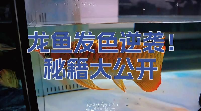 給我一些龍魚發(fā)色的注意事項