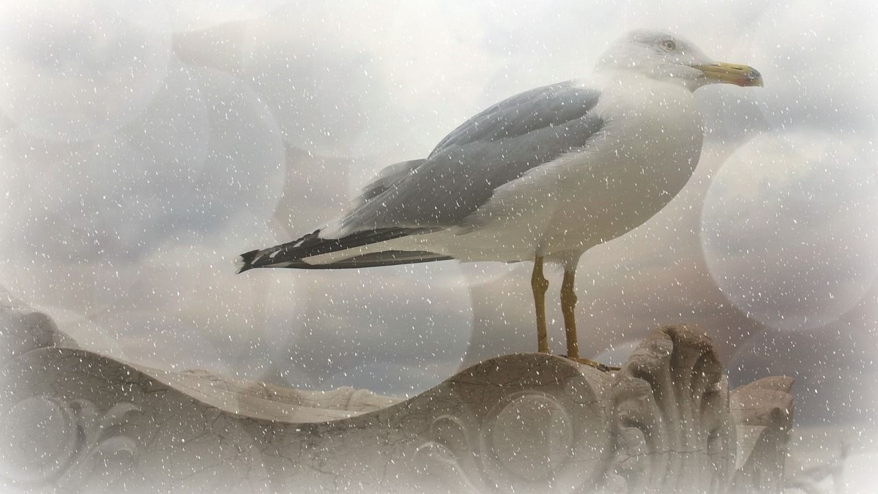 雷龍魚身上有白色絮狀物怎么回事啊（雷龍魚身上有白色絮狀物怎么回事啊視頻）