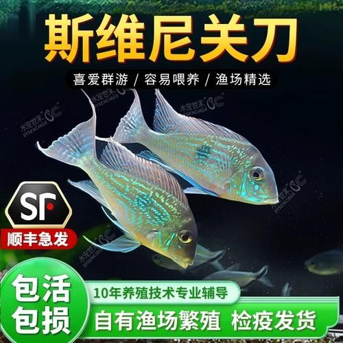 白子關刀魚品牌
