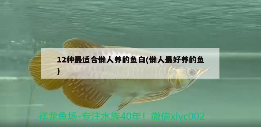 12種最適合懶人養(yǎng)的魚白(懶人最好養(yǎng)的魚)