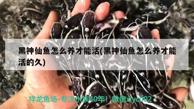 黑神仙魚怎么養才能活(黑神仙魚怎么養才能活的久)
