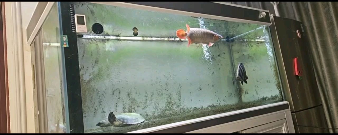 長大了好多! 長大了好多! 龍魚論壇